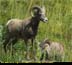 Bighorn Sheep